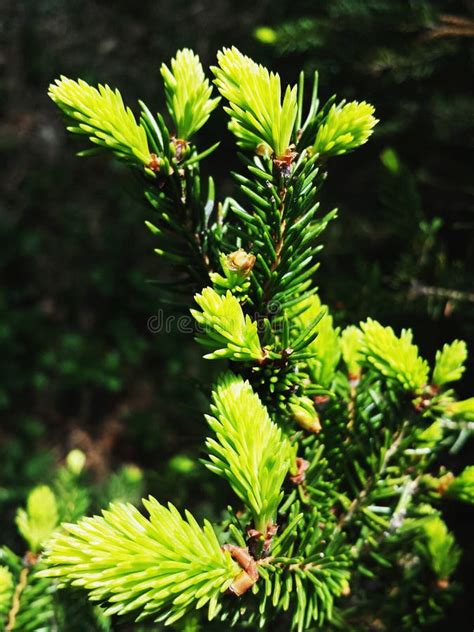 New Spruce Branches Spruce Buds Stock Photo Image Of Pine Holiday