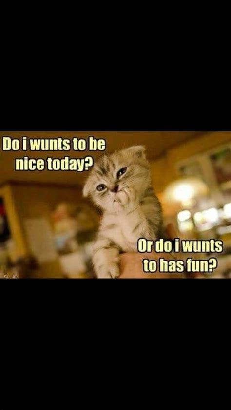 Wholesome Collection of Adorable Kitten Memes - I Can Has Cheezburger?