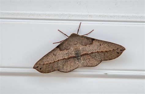 Moth Large Insect - Free photo on Pixabay - Pixabay