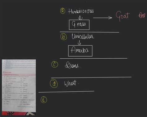 Which One Of Them Has Naked Seed Filo