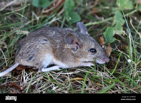 Wood Mouse, Apodemus sylvaticus, aka Long-tailed Field Mouse, Common Field Mouse or European ...