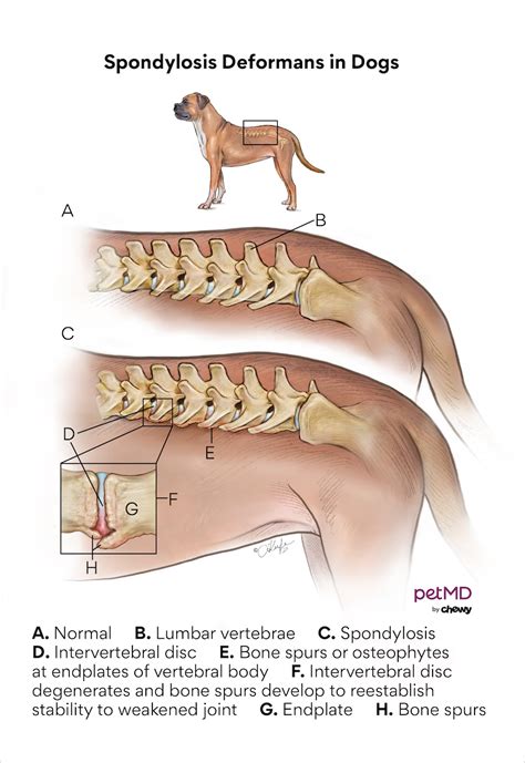 Spondylosis Deformans in Dogs in 2024 | Dog anatomy, Vet medicine ...