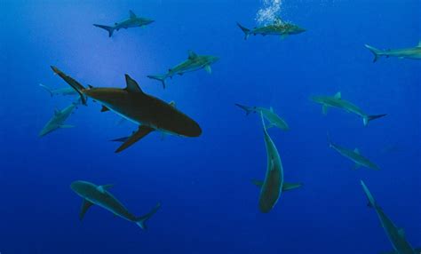 無料画像 海洋生物学 生態系 フィン 水中 動物相 鮫 軟骨魚 海洋哺乳動物 子虫 レクイエムサメ 偉大な白いサメ