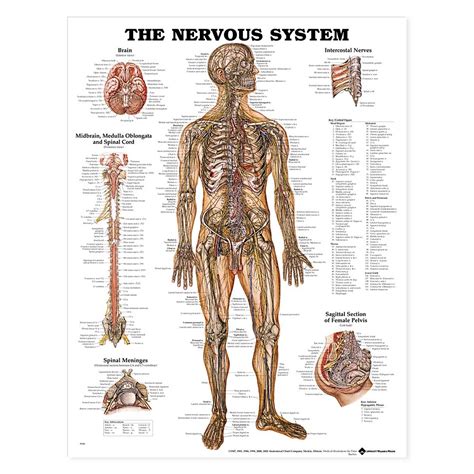 THE NERVOUS SYSTEM Anatomical Chart Poster PicClick 19278 The Best