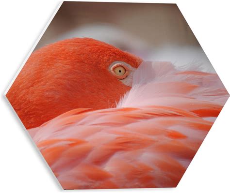 Pvc Schuimplaat Hexagon Flamingo Met Snavel Tussen Veren 30x26 1 Cm Foto Op