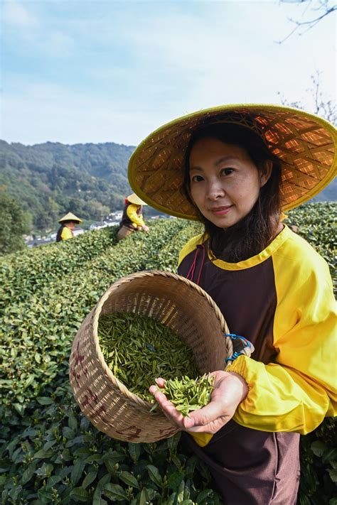 西湖龙井茶正式开采 聚焦 东南网