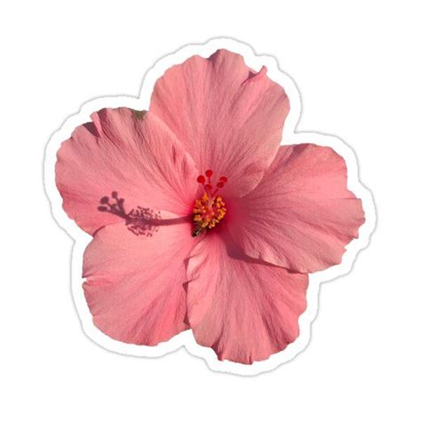 Hibiscus Flower Sticker For Sale By Torimaciorski Hibiscus Flowers