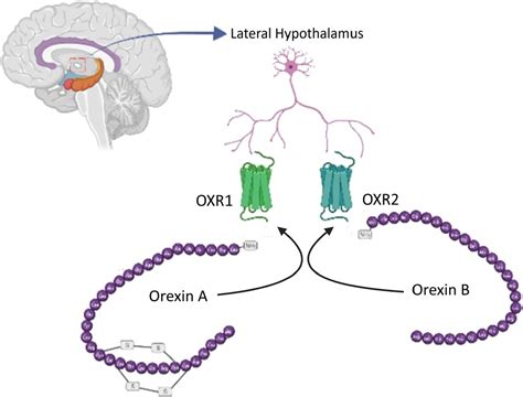 Frontiers Orexins In Apoptosis A Dual Regulatory Role