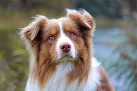 12 Australian Shepherd Colors Markings And Patterns With Pictures Hepper