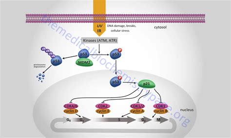 DES prenatal exposure : transient altered expression of ER alpha and ...