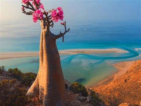 Socotra Island Unesco World Heritage Paradise Trip Dabuka