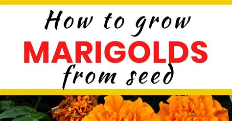 How To Grow Marigolds From Seed Feathers In The Woods