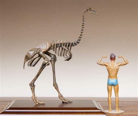 110 Aepyornis Skeleton Model Lana Time Shop