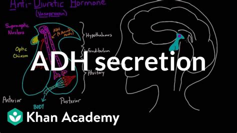 Adh Secretion Renal System Physiology Nclex Rn Khan Academy Youtube