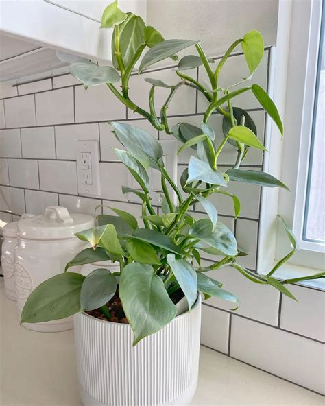 Unique Silver Sword Philodendron Hastatum Plant Care Guide