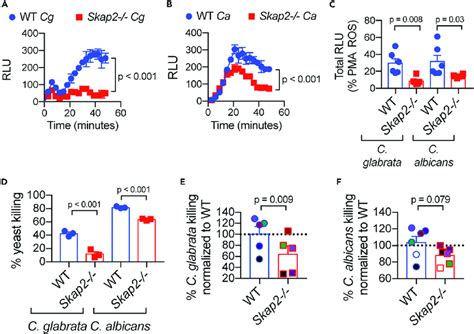 Skap2 Is Required For Maximal C Glabrata And C Albicans Induced Ros Download Scientific