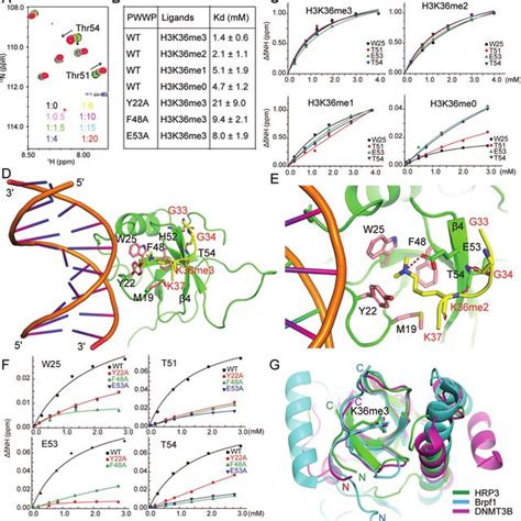 Apo Form Structure Of The Hrp Pwwp Domain And Its Dna Binding