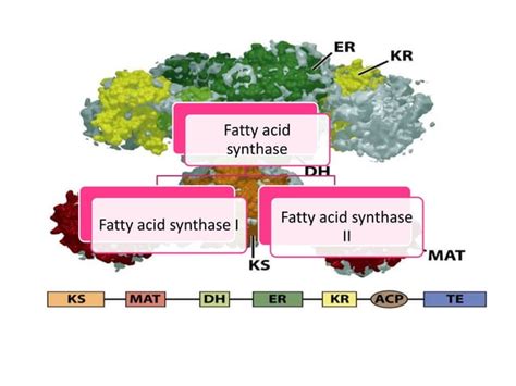 Biosynthesis of fatty acid | PPT