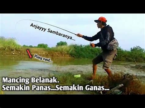 Mancing Belanak Pakai Umpan Tepung Semakin Panas Semakin Ganas