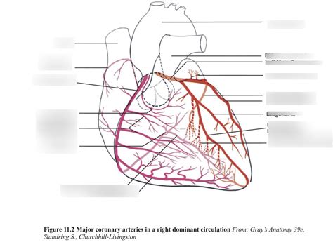 Coronary Circulation Diagram Quizlet