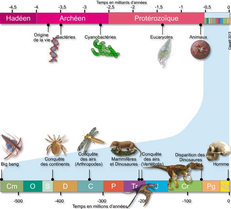 Les Grandes Tapes De L Histoire Du Vivant Evolution Biologique