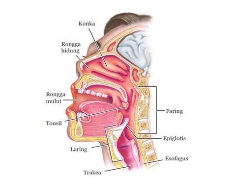 Detail Gambar Pernapasan Manusia Gambar Bagian Bagian Hidung Koleksi ...