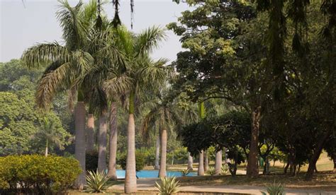 Nehru Park Delhi Locality Guide