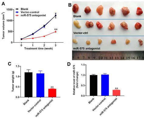 Downregulation Of Mir Inhibited Tumor Growth Of Gbc In Vivo Gbc Sd