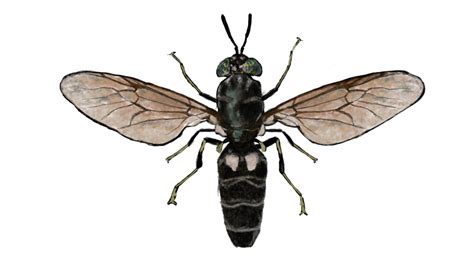 black soldier fly archives frontier scientific services agriculture