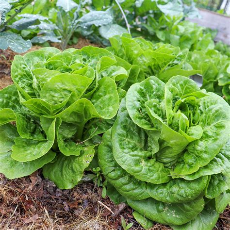 Xalbadora Mini Romaine Lettuce Gurney S Seed Nursery Co