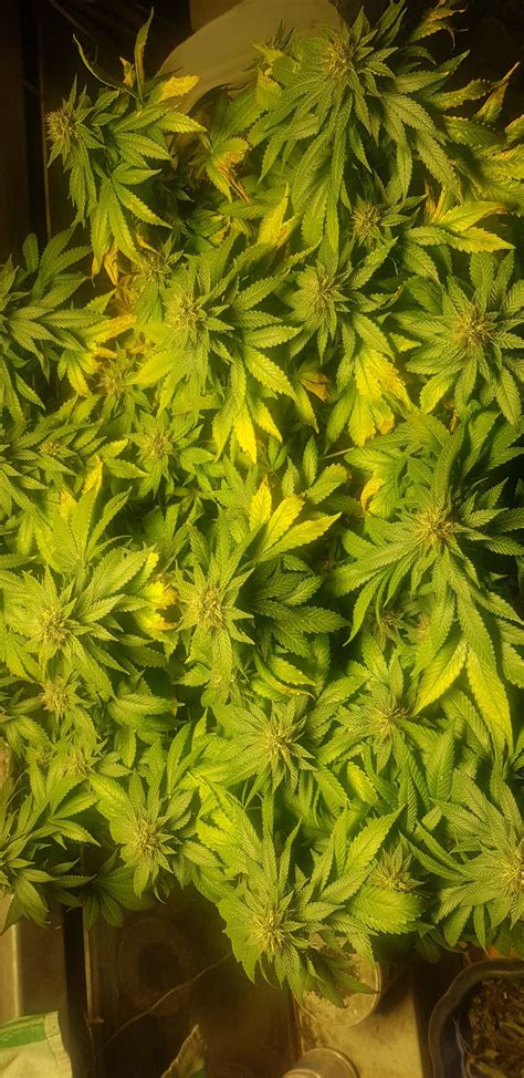 6 weeks flowering, is this ok? | THCFarmer - Cannabis Cultivation Network