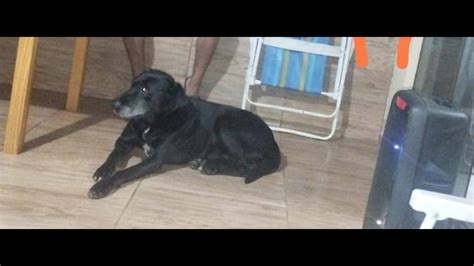 Cachorro Neg O Desapareceu No Bairro Centro Cgn O Maior Portal De