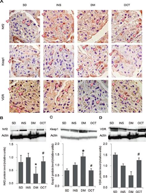 Immunostaining And Western Blotting Of Nuclear Factor Erythroid