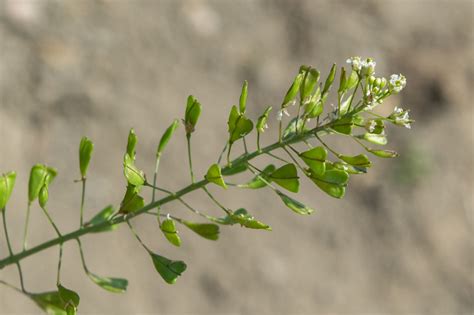 Rusomača (Capsella bursa-pastoris) - Plantea