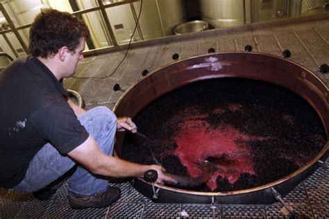 Como Se Produz Vinho Vindima Vinificação de Vinho Tinto e Vinho