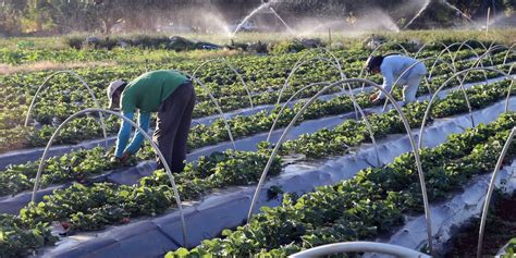 Trabalhador Rural Pode Ser O Maior Aliado Da Natureza Gigante 163