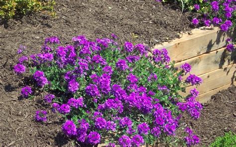 Homestead Purple Hardy Verbena - 12 Count Flat of Pint Pots - Groundcover, Perennial - Verbena ...