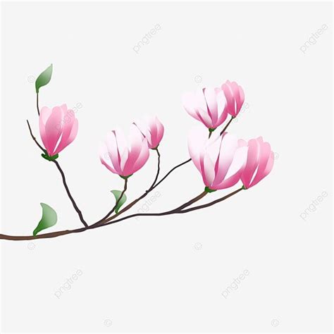 Pink Magnolia Flower Branch Pink Magnolia Spray Png Transparent