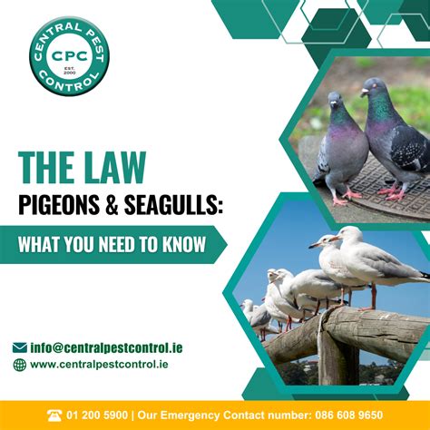 The Law Pigeons And Seagulls What You Need To Know