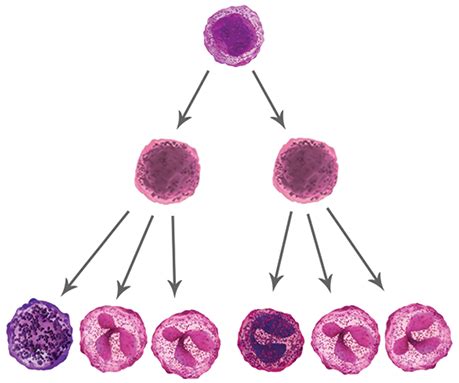 IDH1 in AML & TIBSOVO® (ivosidenib tablets) Mechanism of Action