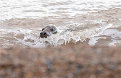 Grey Seals Uk Stock Photos, Pictures & Royalty-Free Images - iStock