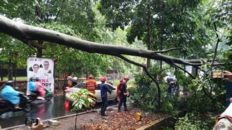 Hujan Deras Disertai Angin Ngamuk Dahan Pohon Tumbang Timpa Kabel