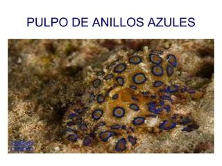 Pulpo De Anillos Azules PPT