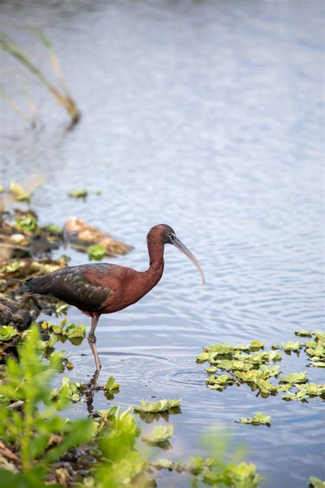 Wildlife Photography Tampa & Beyond | Emily Keen Photography