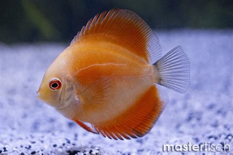 Diskus Goldkopf Symphysodon Aequifasciatus Aquaristik Shop