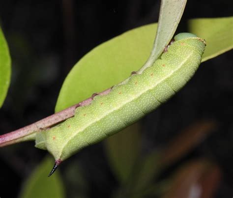 31 Caterpillars In Ohio Pictures And Identification