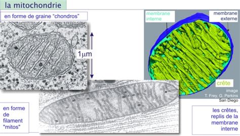 Origine 5 La Mitochondrie Biologie Cellulaire