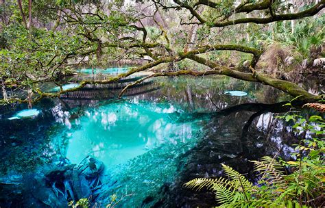 Juniper Springs – Mike Ring Photography