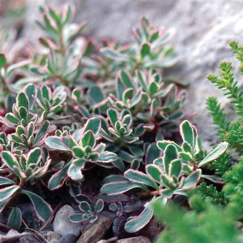 17 Best Sedums That Will Look Gorgeous Even Through Heat Waves And Dry