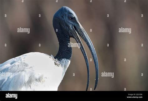 African Sacred Ibis Kruger National Park South Africa Stock Photo Alamy